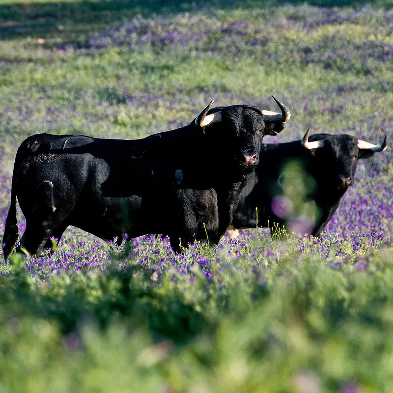 bull Species