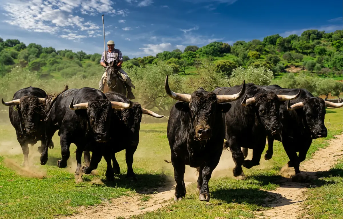 Mounted vaquero with a long garrocha pole herding galloping Spanish fighting bulls across the dehesa near Seville