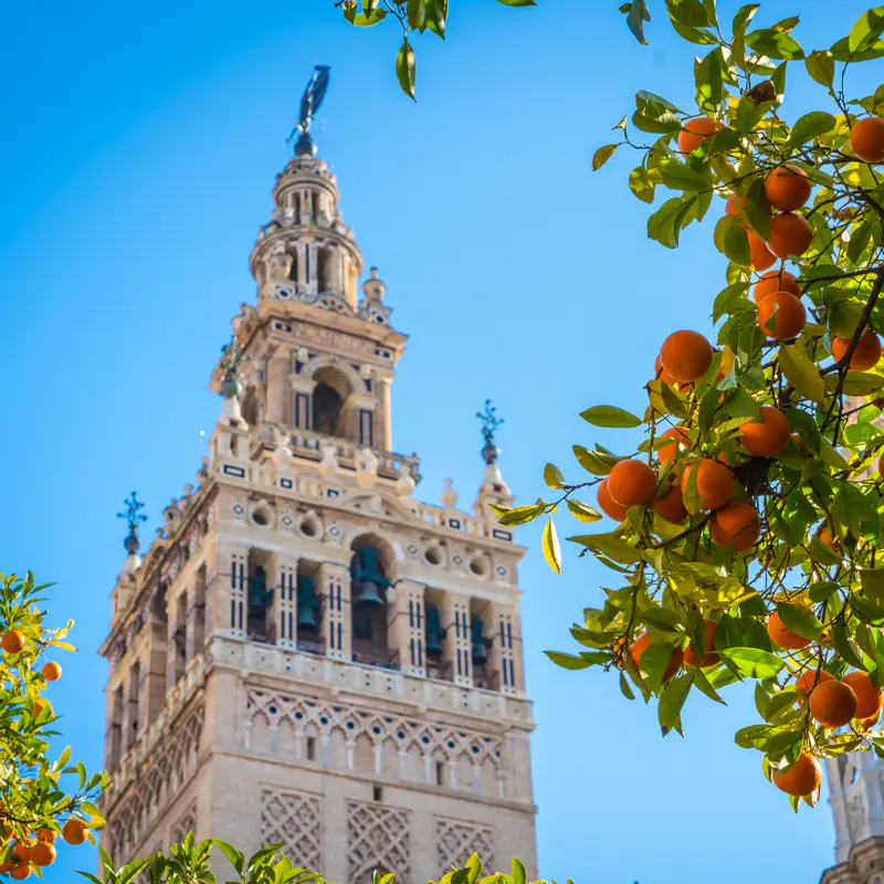 unusual Seville giralda Giralda bell tower of Seville Cathedral framed by orange trees against a blue sky