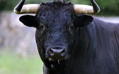 Visita a ganadería de toros bravos en Sevilla: La verdad detrás del rito y la dehesa