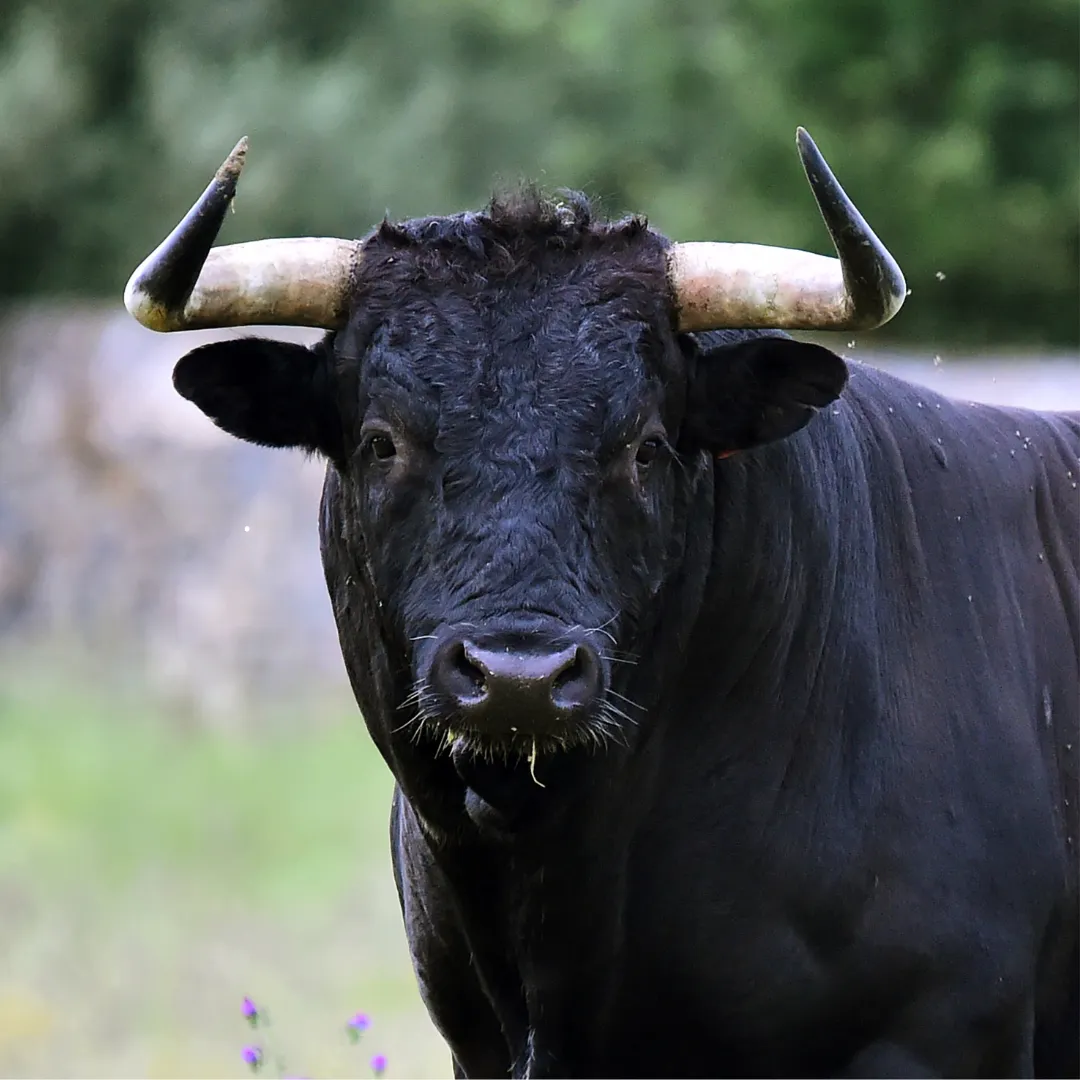 Primer plano de un imponente ejemplar en una visita a ganadería de toros bravos destacando sus astas y mirada fija.